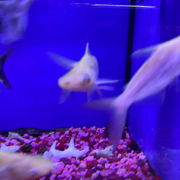 Albino Iridescent Shark (Pangasianodon hypophthalmus)