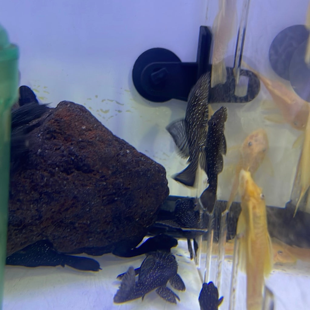 L181 Peppermint Bristlenose pleco (Ancistrus sp.) – monsteraquariumonline