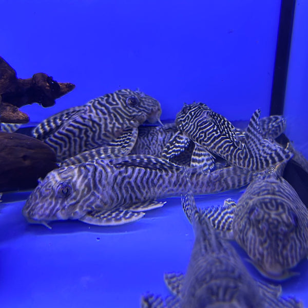 L333 Yellow King Tiger Pleco (Hypancistrus sp.)