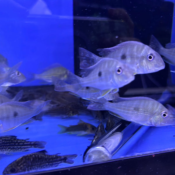 Surinamensis Geophagus (Geophagus surinamensis)