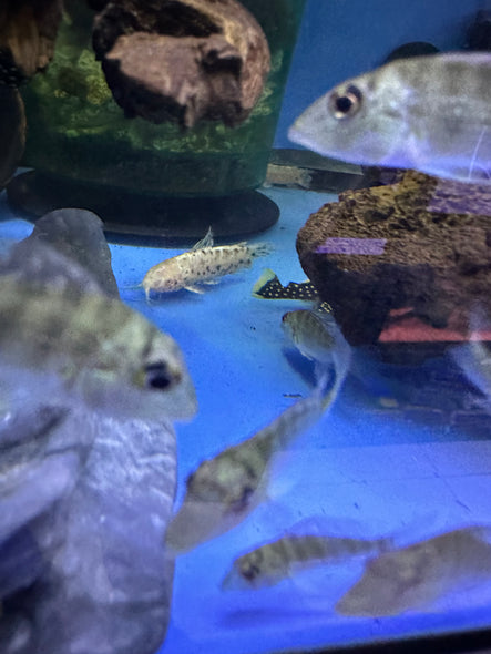 Albino hoplo Catfish (Megalechis Thoracata)