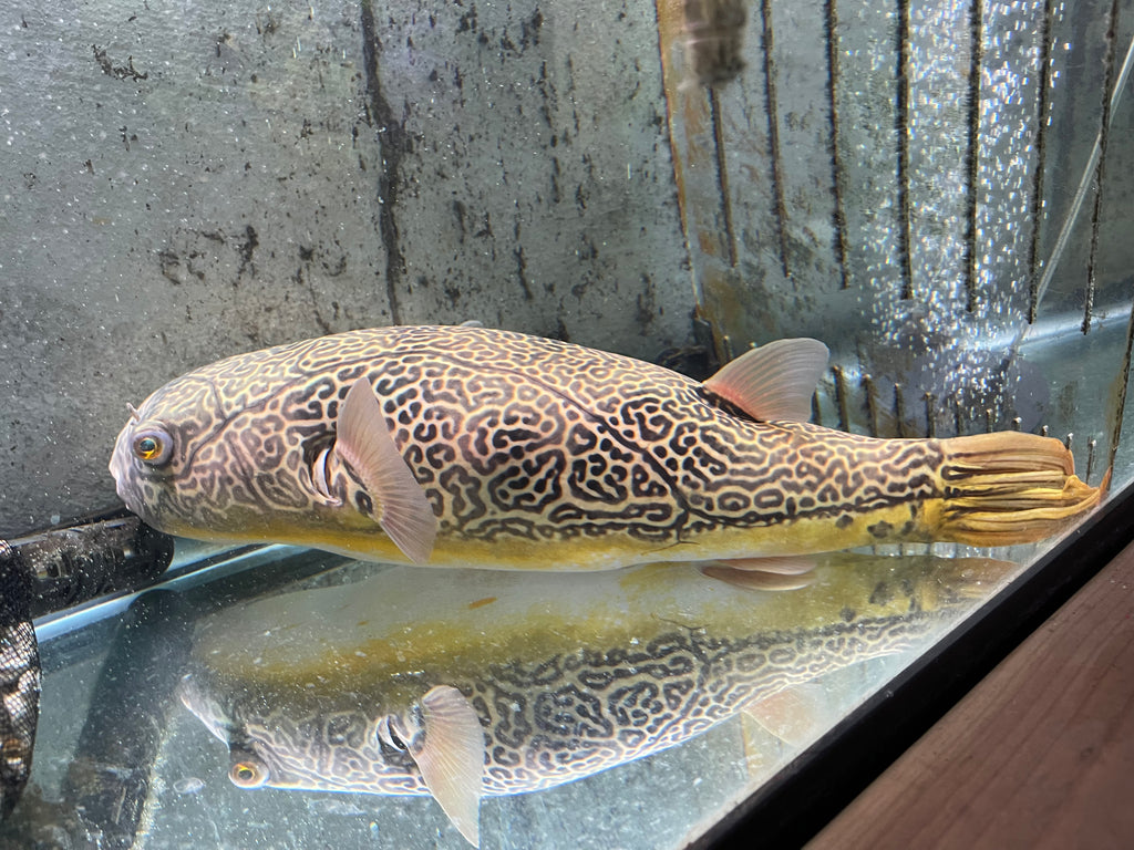 MBU Puffer (Tetraodon mbu)