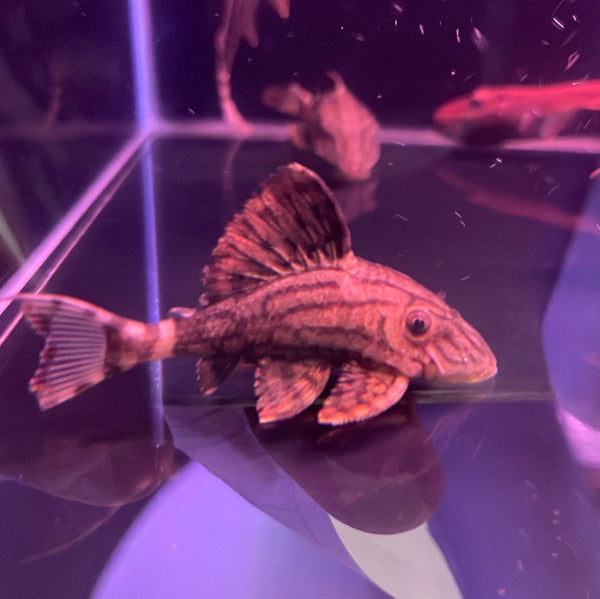 L191 Green Royal Pleco(Panaque cf. nigrolineatus)