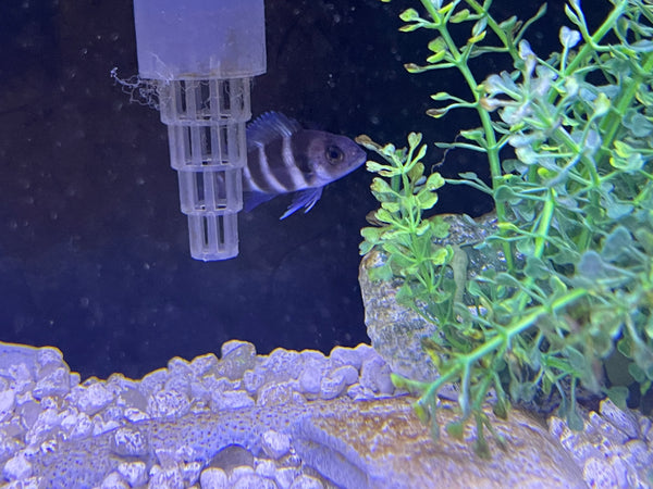 Frontosa cichlid (Cyphotilapia frontosa)