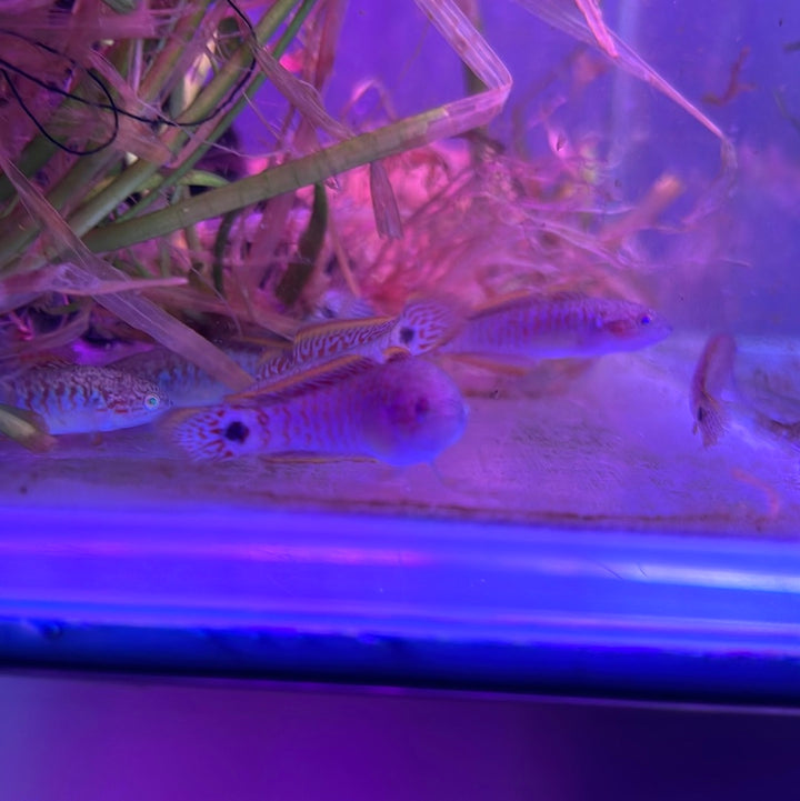 Peacock Gudgeon (Tateurndina ocellicauda)
