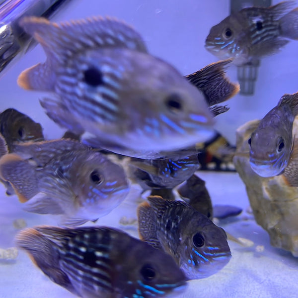 Short body Green Terror (Andinoacara rivulatus)