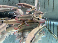 Atabapo Red Pike Fish (Crenicichla lugubris)