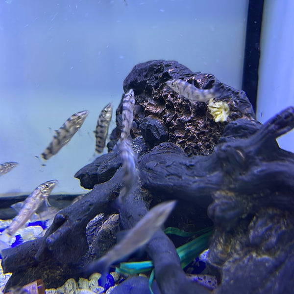 YoYo Loach (Botia almorhae)