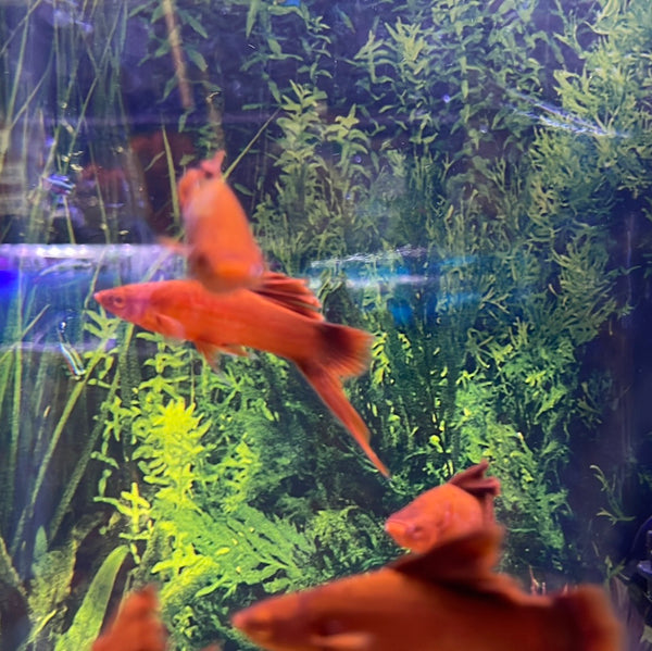 Super Red Albino Cauliflower Swordtail (Xiphophorus helleri)