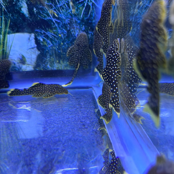 L81 Fine spot Golden Nugget Pleco (Baryancistrus sp. cf. xanthellus)
