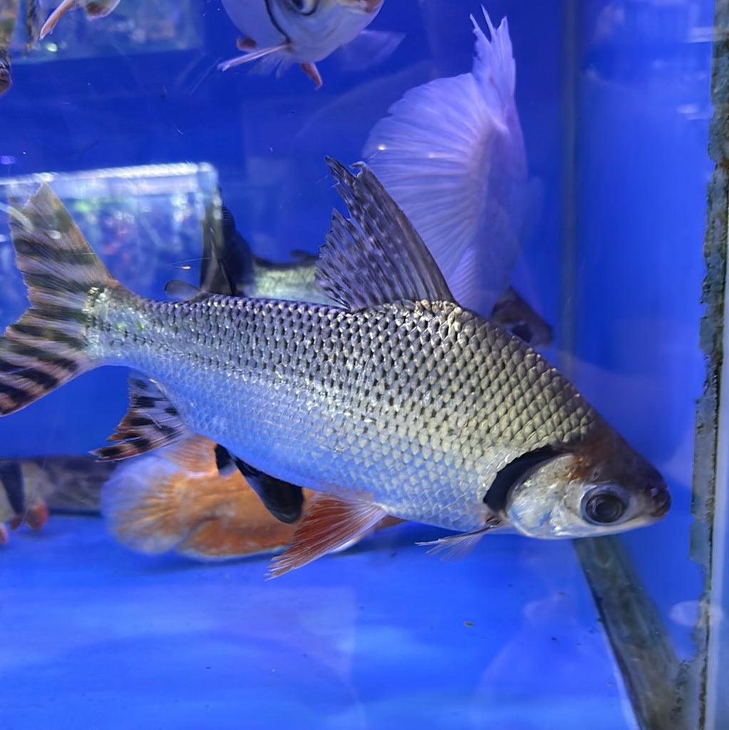 Flagtail Red Fin Prochilodus (Semaprochilodus insignis)