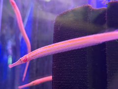 Short tailed Pipe Fish
