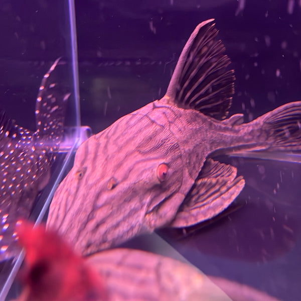 L330 Watermelon Pleco (Panaque nigrolineatus laurafabianae)