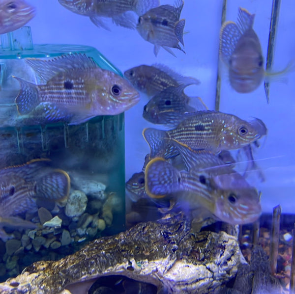 Green Terror (Andinoacara rivulatus)