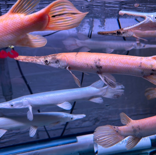 Gold Marbled Alligator Gar (Atractosteus Spatula)
